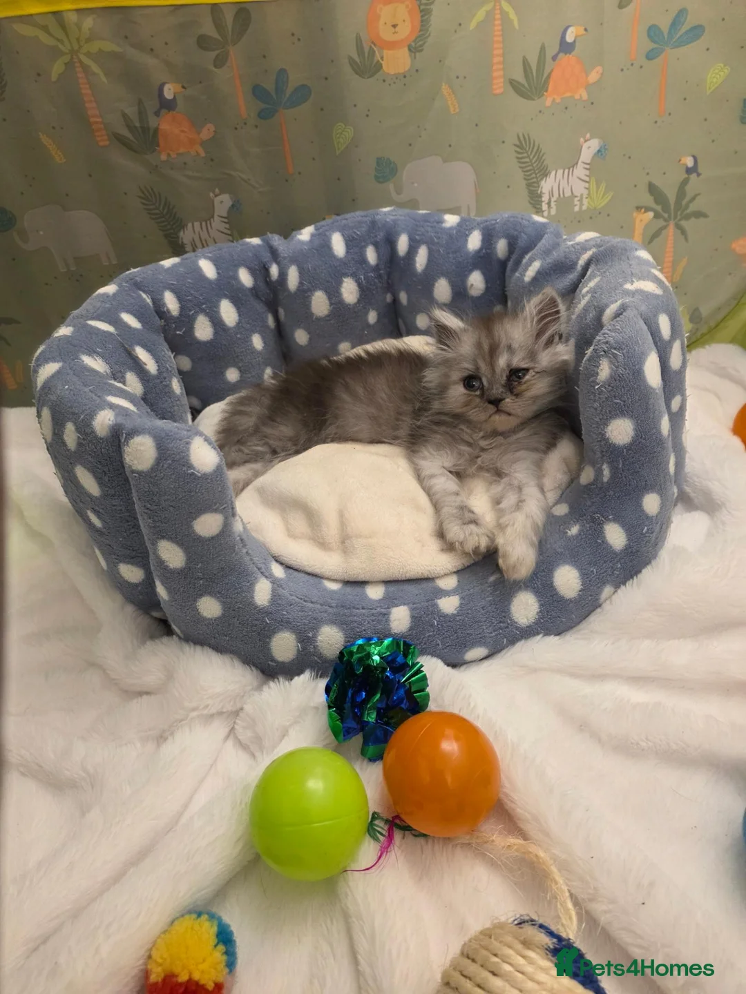 Persian cats for sale: 6 Persian kittens ready now (Midlands) - Advert 1