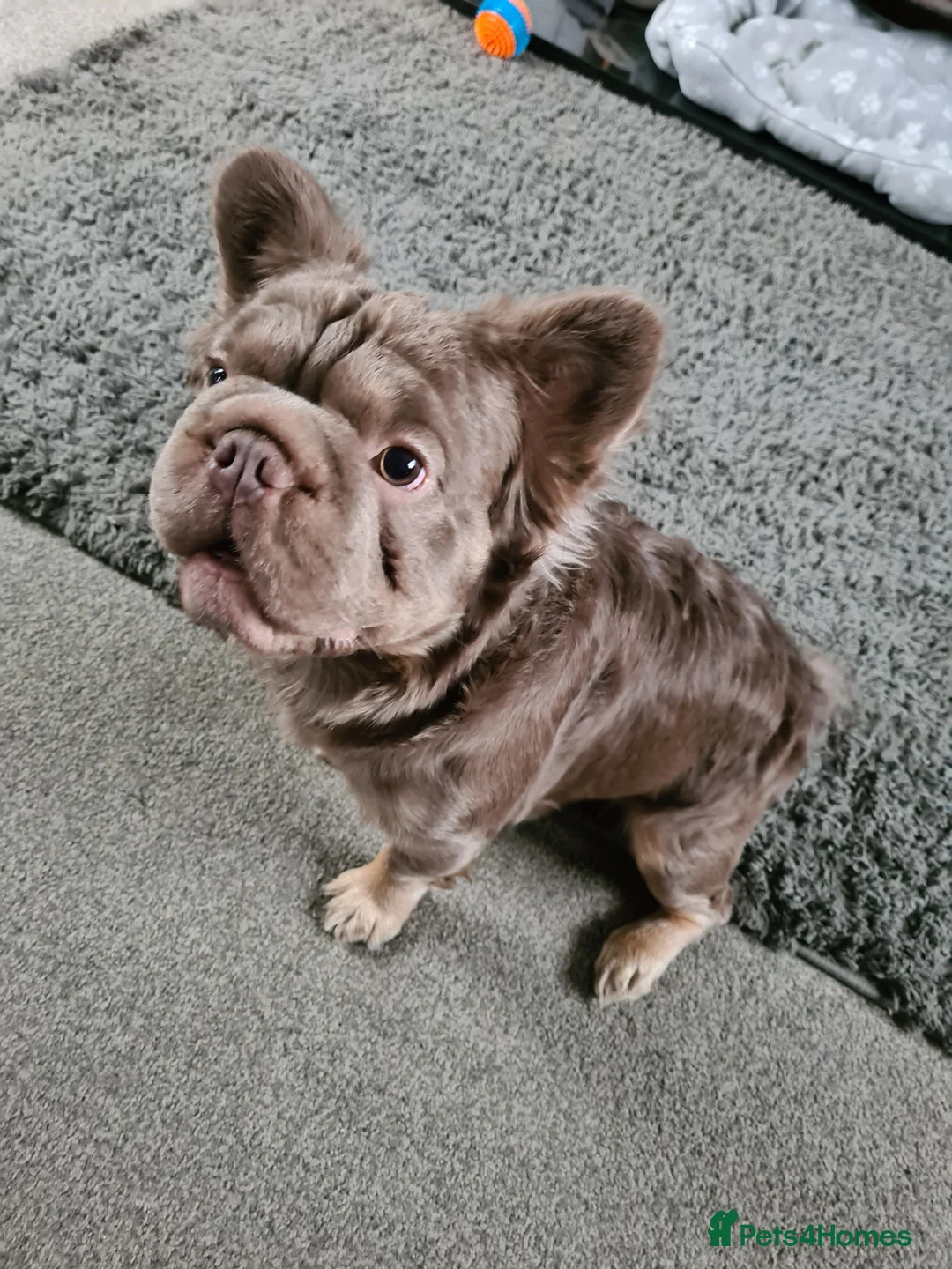 French Bulldog dogs for stud: French bulldog fluffy (stud) - Advert 2