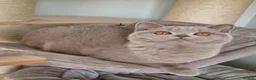 British Shorthair cats for sale: British Shorthair  in Newport - Advert 5