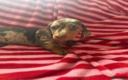 Miniature Dachshund dogs for sale: Miniature dachshund  - Image 4