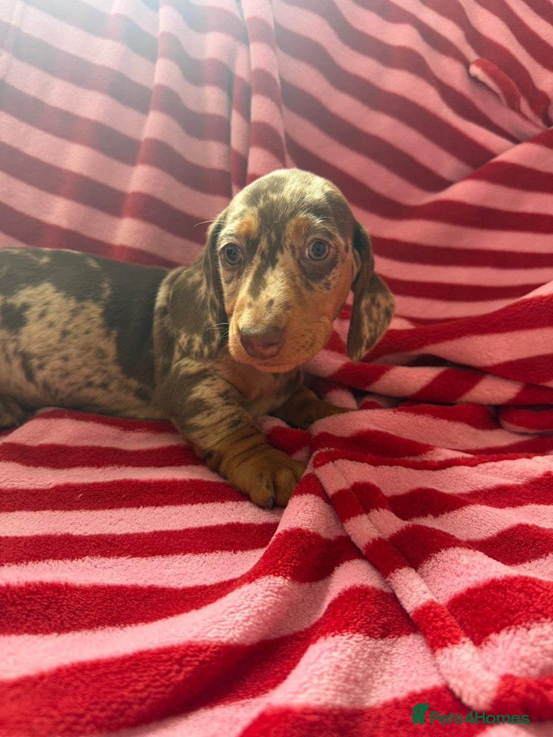 Miniature Dachshund dogs for sale: Miniature dachshund  - Image 4