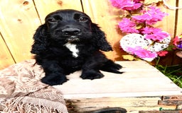 Sprocker dogs for sale: Quality Sprocker Spaniels last Black Boy ! - Image 15