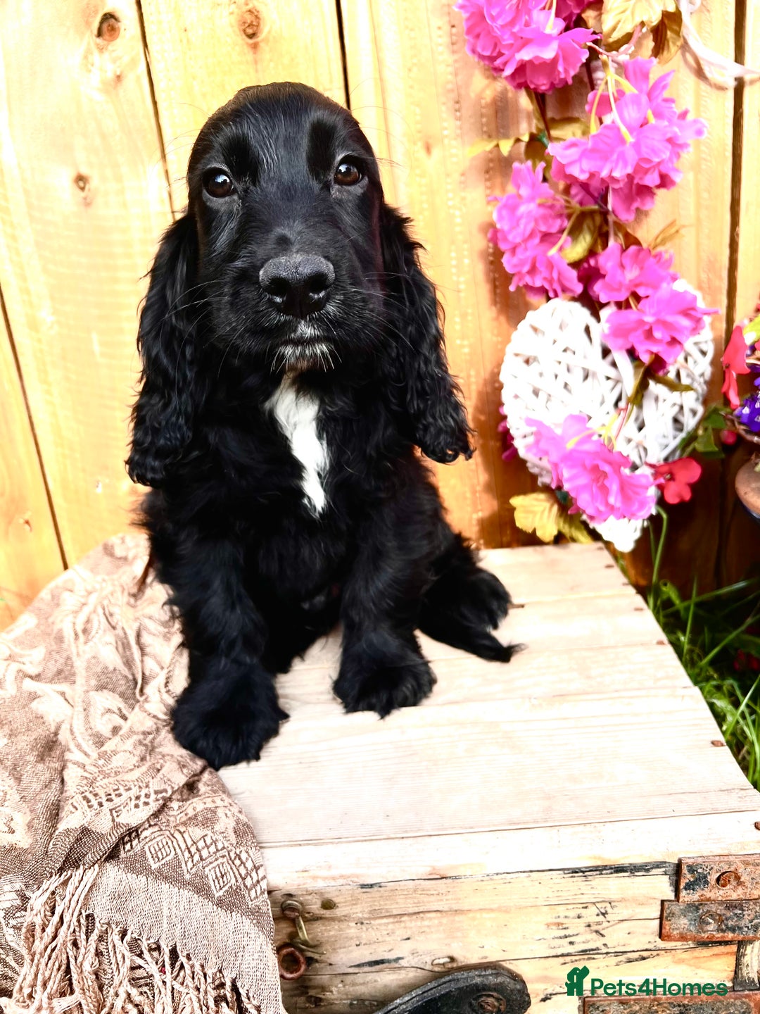 Sprocker dogs for sale: Quality Sprocker Spaniels last Black Boy ! - Image 15