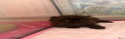 Persian cats for sale: Pedigree Registered Persians  - Advert 4