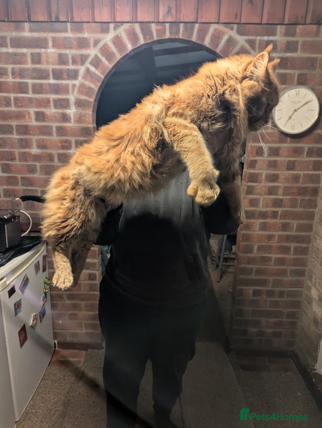 Maine Coon cats for sale: Maine coon  - Advert 2