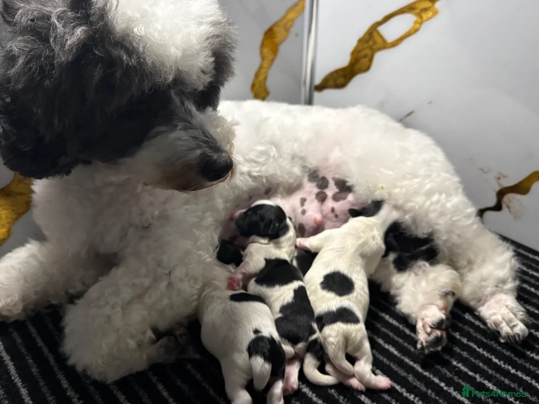 Maltipoo dogs for sale: 💎 OUTSTANDING TINY KOREAN MALTIPOOS 💎  - Advert 12