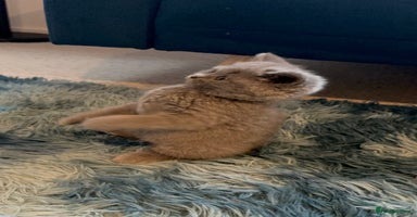 British Shorthair cats - Advert 7