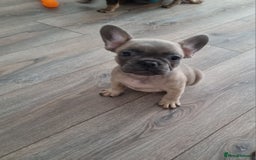 French Bulldog dogs for sale: Quality pups 4 Panel DNA Clear Gold Sierra Lines - Image 18