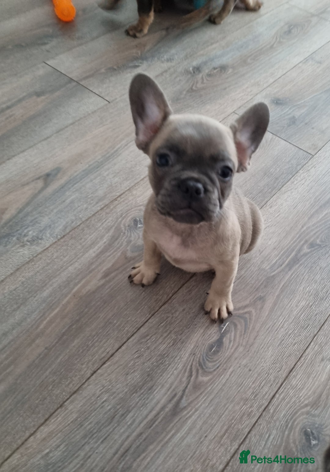 French Bulldog dogs for sale: Quality pups 4 Panel DNA Clear Gold Sierra Lines - Image 18