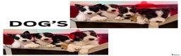 Border Collie dogs for sale: Black Tri Border Collie Puppies  - Advert 3