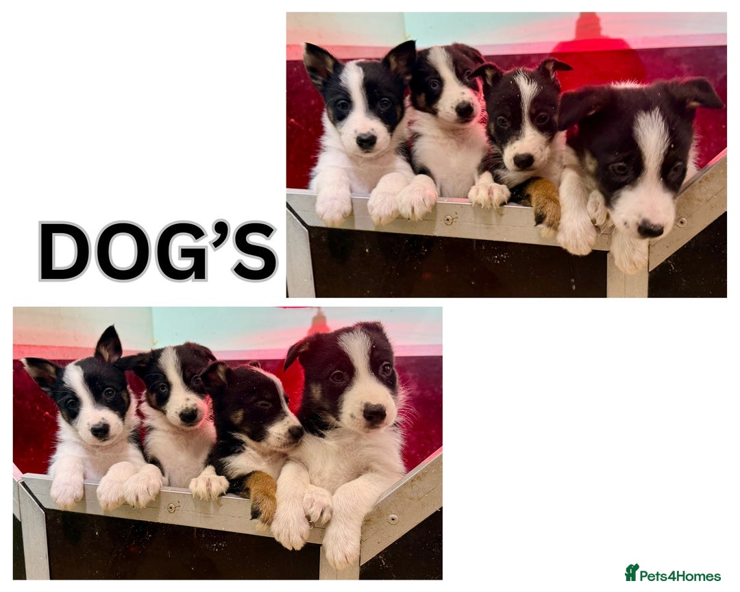 Border Collie dogs for sale: Black Tri Border Collie Puppies  - Advert 3
