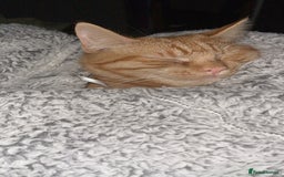 British Shorthair cats for sale: *KITTEN FOR SALE* - Image 4
