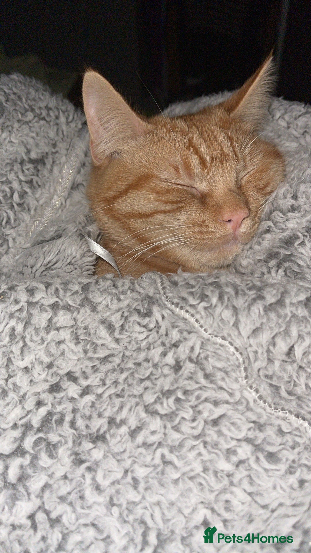 British Shorthair cats for sale: *KITTEN FOR SALE* - Image 4