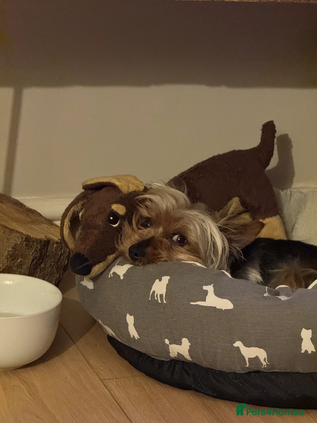 Yorkshire Terrier dogs for stud: Stud dog - Advert 3