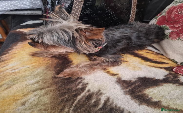 Yorkshire Terrier dogs - Advert 1