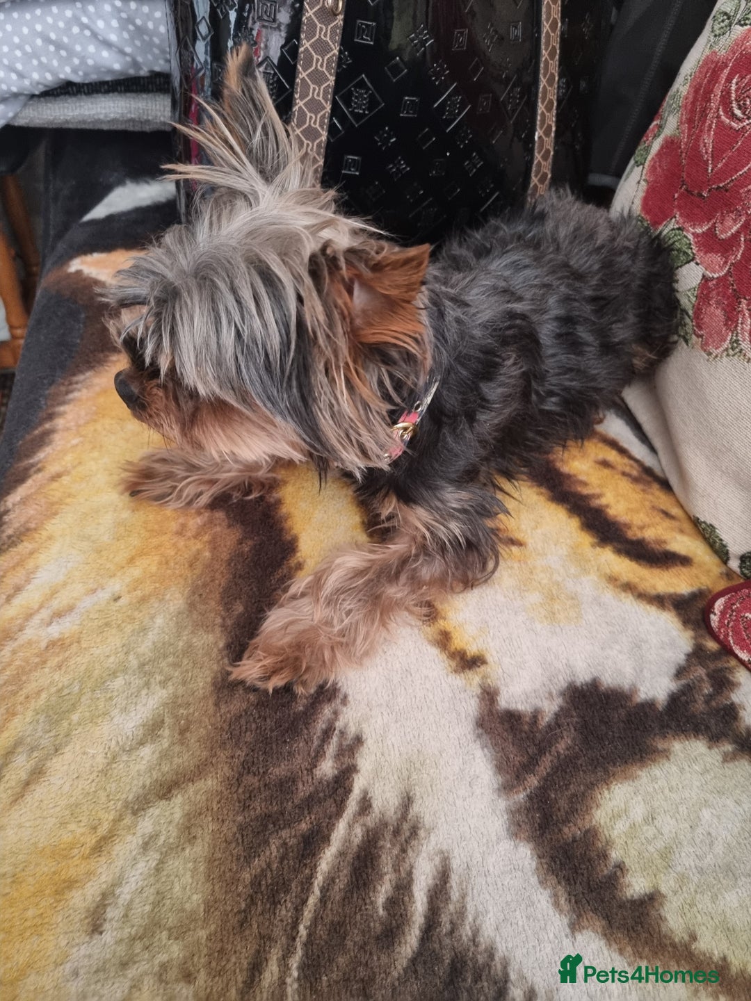 Yorkshire Terrier dogs for sale: MALE dog - Image 1