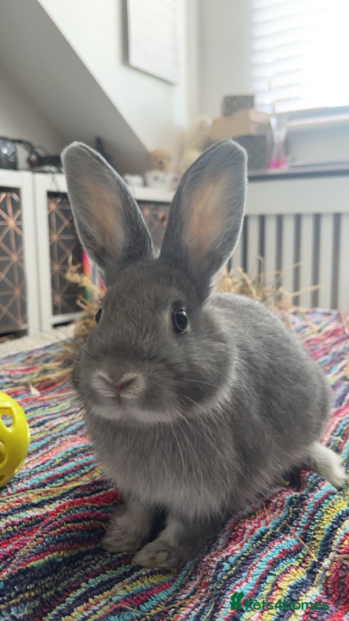 Netherland Dwarf rabbits Male rabbit for sale  - Advert 1