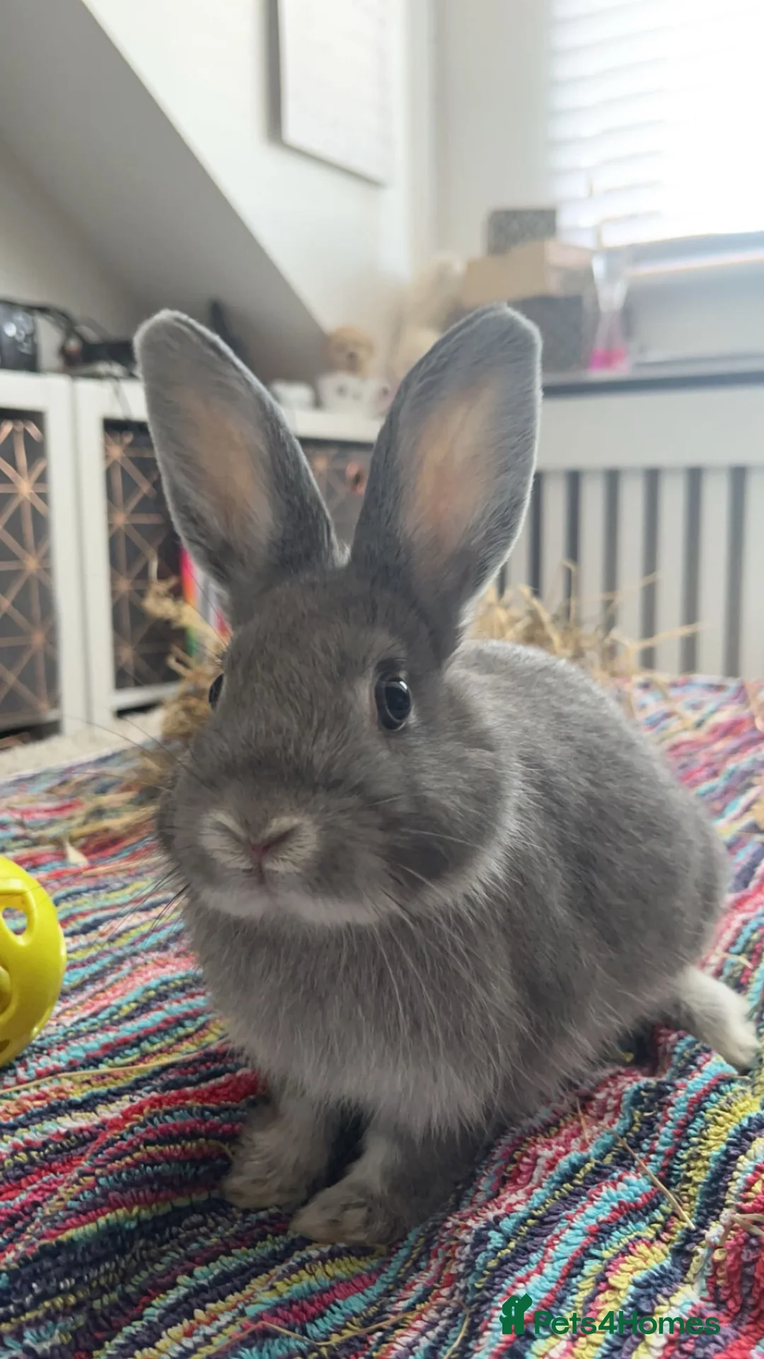 Netherland Dwarf rabbits for sale: Male rabbit for sale  - Advert 1