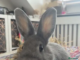Netherland Dwarf rabbits Male rabbit for sale - Advert 1