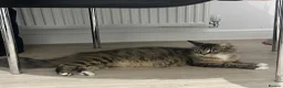 Maine Coon cats for sale: Gorgeous kittens looking for there forever home - Advert 4