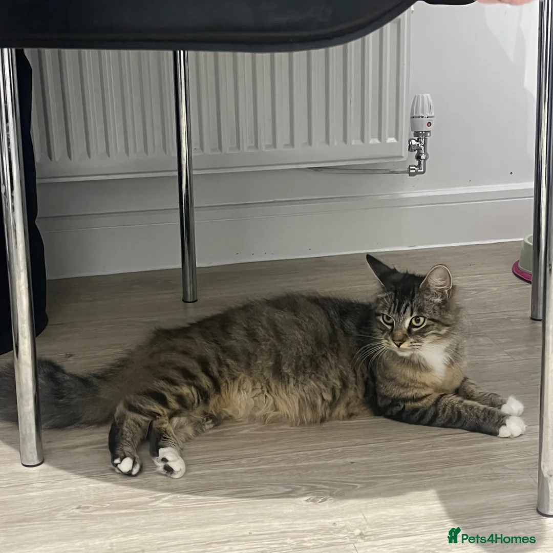 Maine Coon cats for sale: Gorgeous kittens looking for there forever home - Advert 4