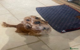 Cocker Spaniel dogs for sale: Lovely natured spaniel puppies - Image 2