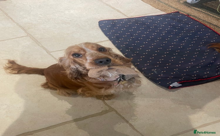 Cocker Spaniel dogs - Advert 1