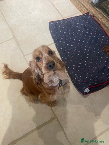 Cocker Spaniel dogs - Advert 1