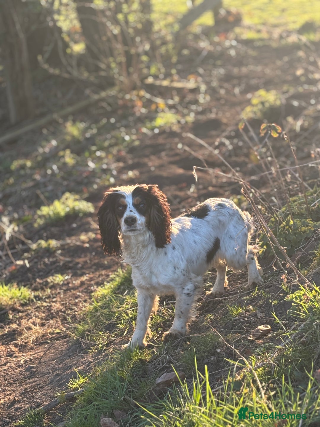 Cockapoo dogs for sale: Health tested Toy Cockerpoos - Advert 16