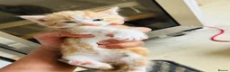 British Longhair cats for sale: Kittens - Advert 13