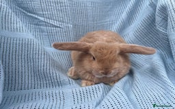 Rex rabbits for sale: Adult and babies  - Image 7