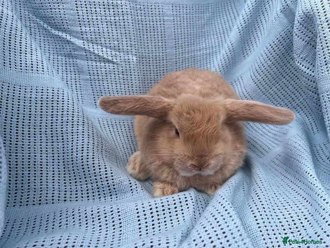 Rex rabbits for sale: Adult and babies  - Image 7
