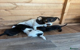 Jack Russell dogs for sale: Adorable Jack Russell puppies - Image 12