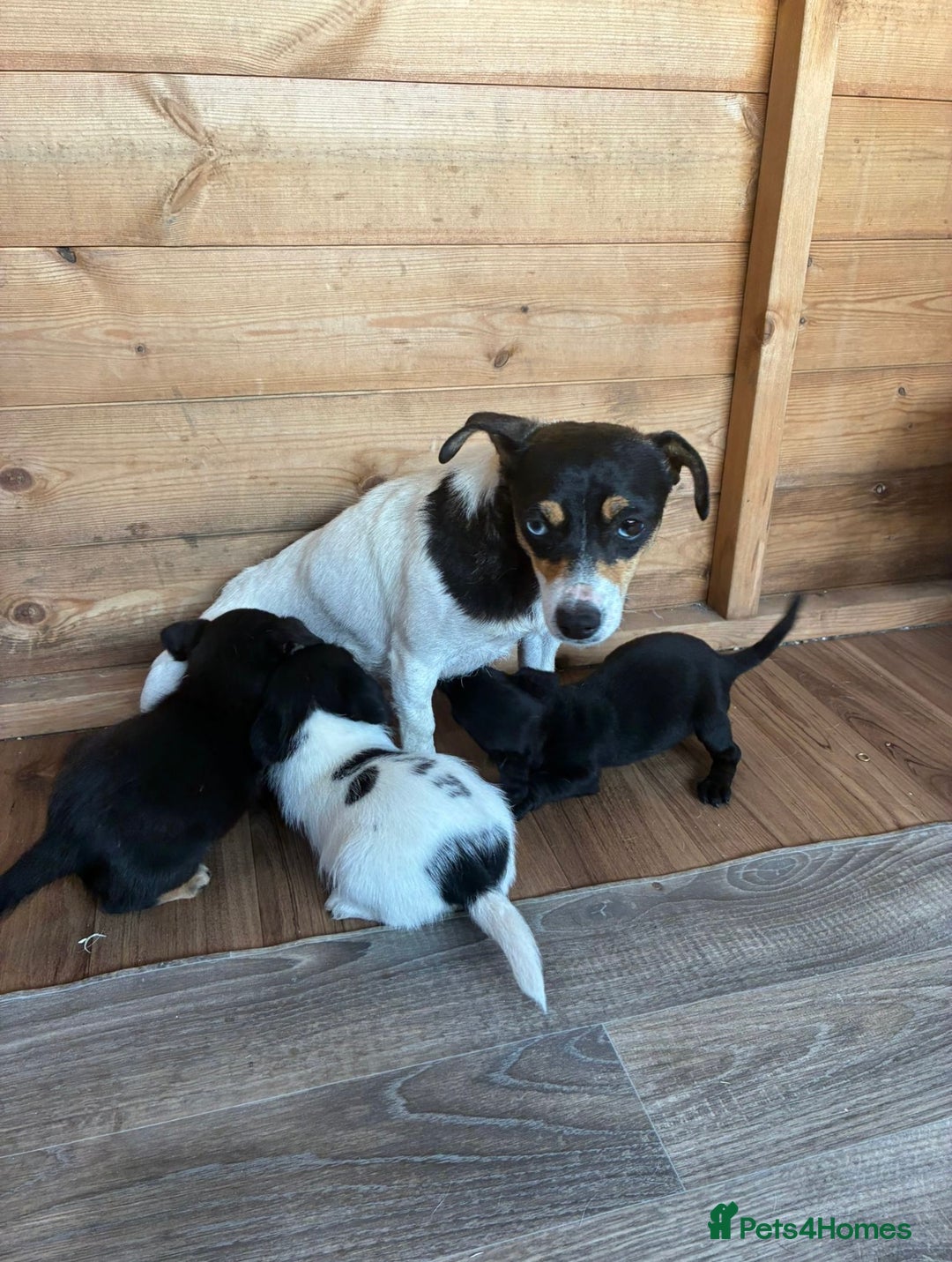 Jack Russell dogs for sale: Adorable Jack Russell puppies - Image 12