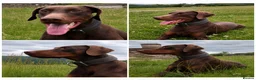 Dobermann dogs for stud: Chocolate & Tan Dobermann for Stud  - Advert 4
