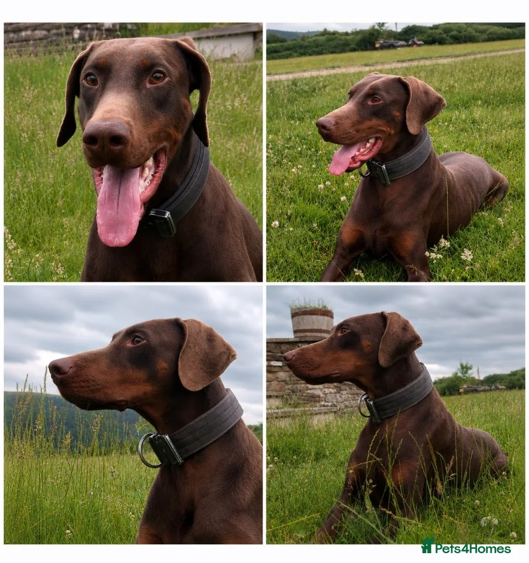 Dobermann dogs for stud: Chocolate & Tan Dobermann for Stud  - Advert 4