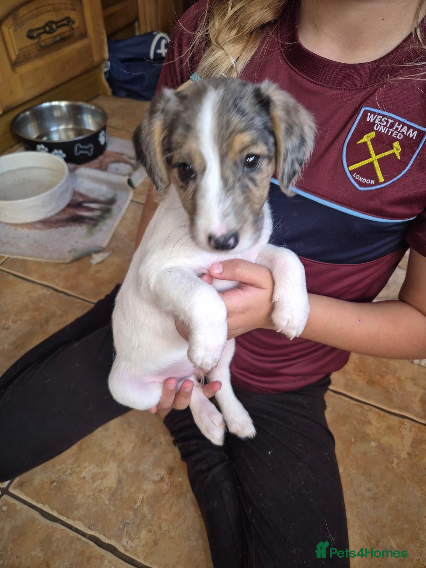 Jackshund dogs Jack Russell x dauchand call   **  - Advert 2