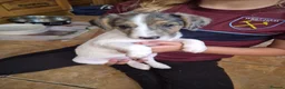 Jackshund dogs for sale: Jack Russell x dauchand  - Advert 4