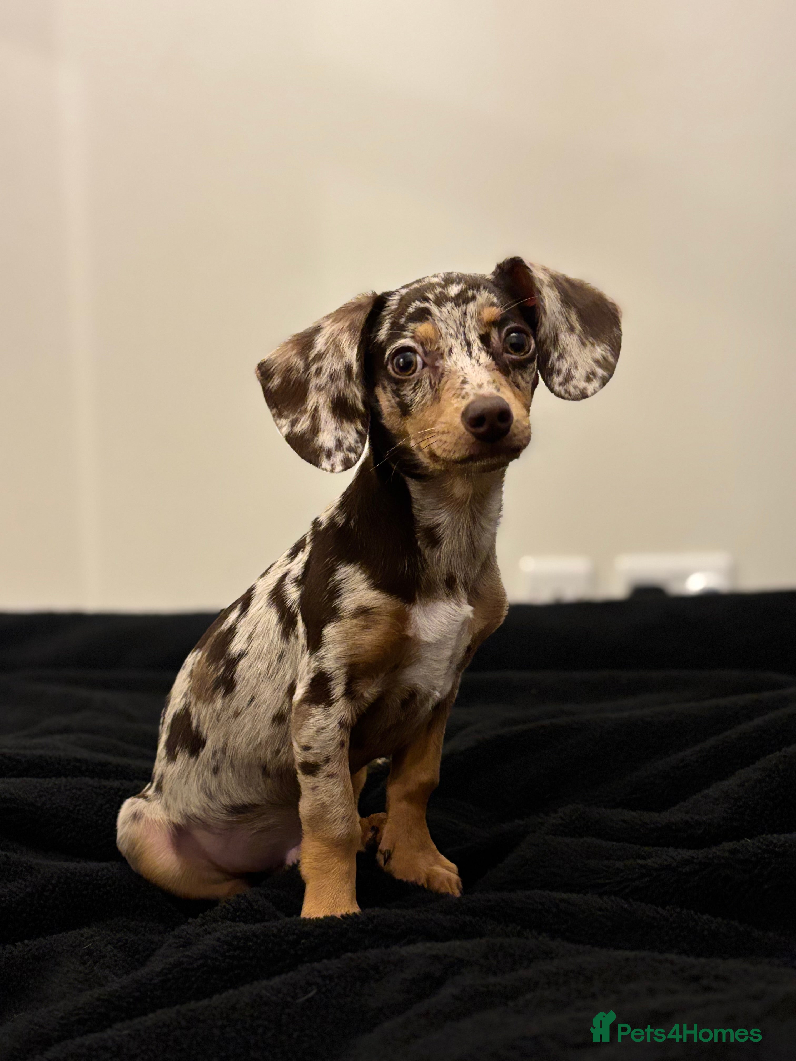 Mixed Breed dogs Chiweenie puppy - Advert 1