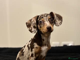 Mixed Breed dogs Chiweenie puppy - Advert 1