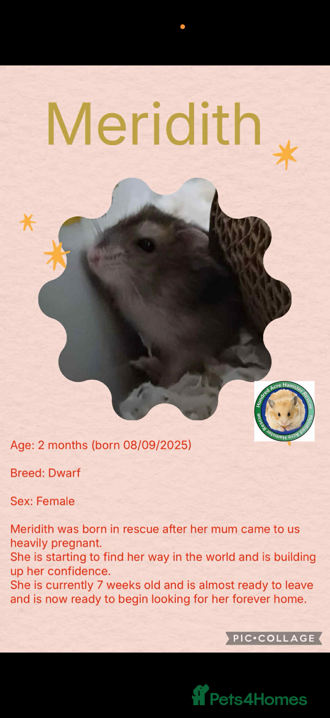 Hamster rodents for sale: Hamsters  - Advert 11