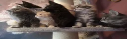Maine Coon cats for sale: TICA reg HEALTH CHECKED Maine Coons - Advert 8
