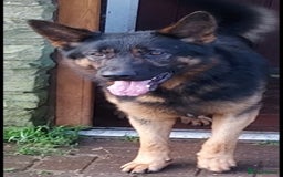 German Shepherd dogs for sale: Chunky German shepherd puppies for sale  - Advert 26