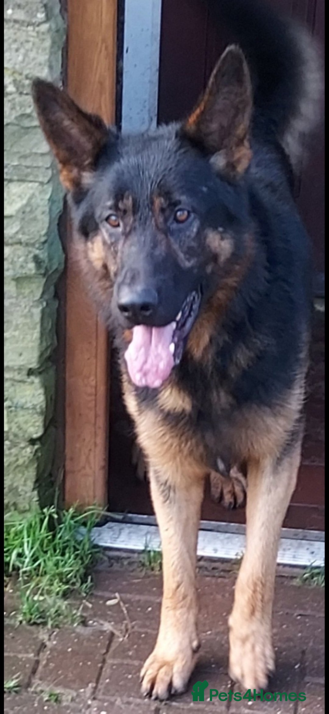 German Shepherd dogs for sale: Chunky German shepherd puppies for sale  - Advert 26