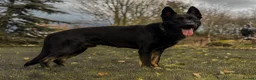 German Shepherd dogs for stud: EXCEPTIONAL BI COLOUR MALE  - Advert 3