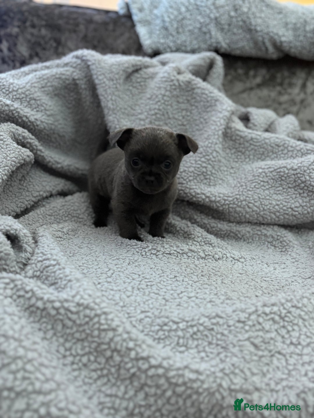 Chihuahua dogs for sale: KCREG Long/Shorthair chihuahua Champ/russian Lines - Advert 11