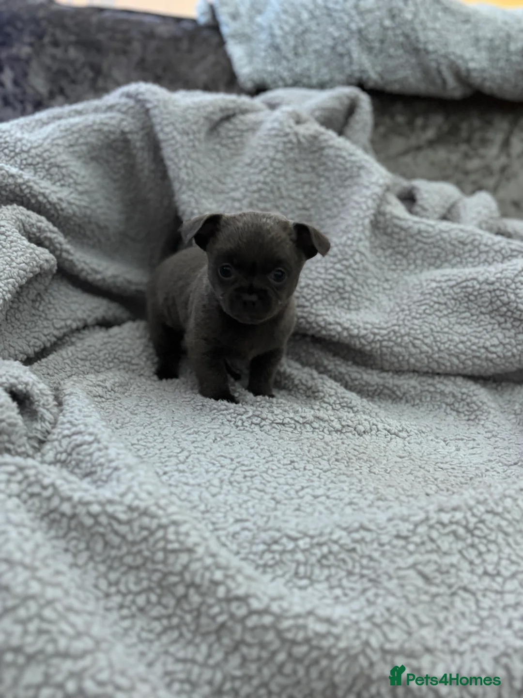 Chihuahua dogs for sale: Last boy KC REG chihuahua Champ/russian READY NOW - Advert 10