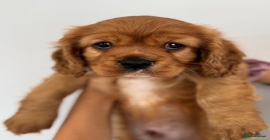 Cavalier King Charles Spaniel dogs - Advert 6