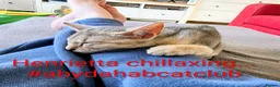 Abyssinian cats for sale: GCCF registered Abyssinian Kittens  - Advert 3