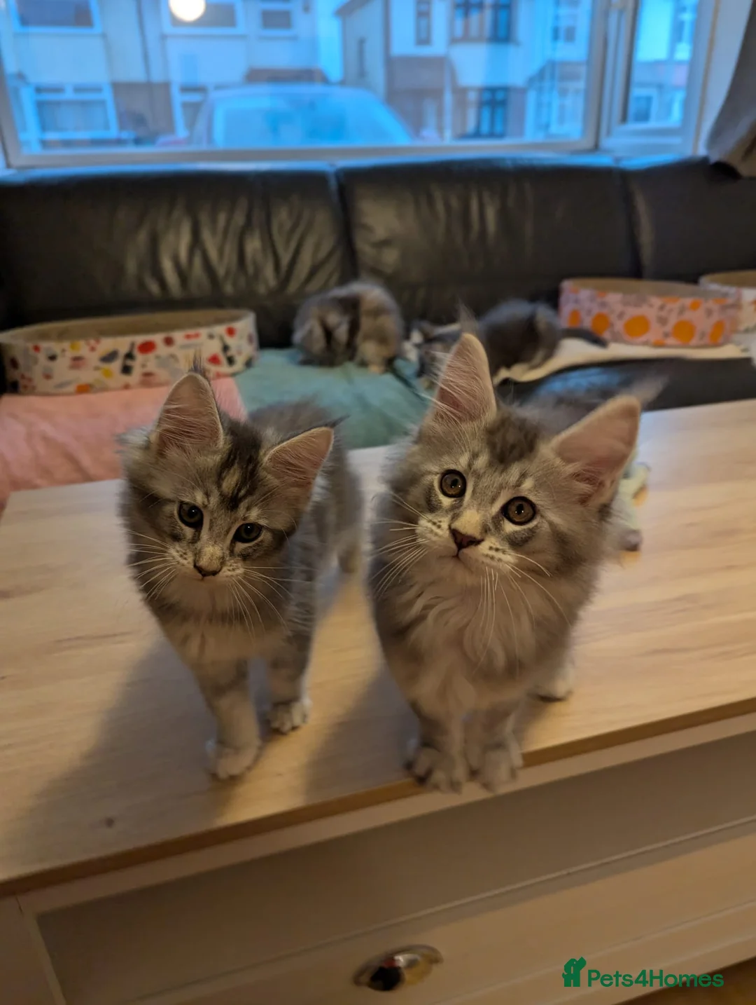 Maine Coon cats for sale: 🏅GCCF🏅 pure maine coon kittens  - Advert 31